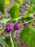 Fresh Cuttings French Mulberry Purple Beauty Berry Bush Callicarpa americana - 12 Pack