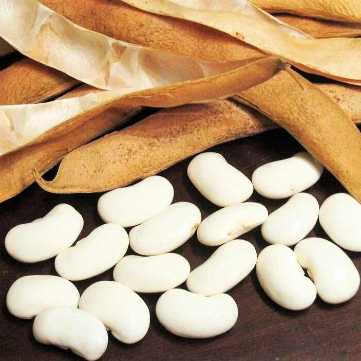 Navy Bean Seeds for Planting | Great White Northern Beans | Vegetable Seed 2025 | Phaseolus vulgaris
