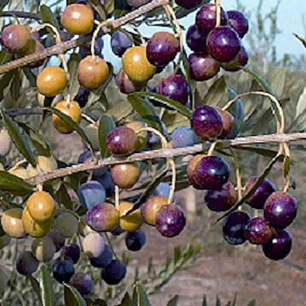 Olive Tree Starter Plant 4-6 Inches Tall, Well Rooted - Olea europaea, Buy 1 Get 1 Free