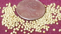 Fig Seeds 100 Pack - Jerusalem Type - Ficus carica