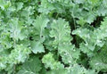 Premium Organic Heirloom Kale Seeds - Siberian Dwarf Variety for Hot or Cold Climate - Brassica oleracea