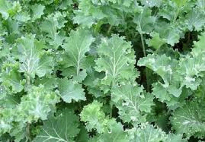 Premium Organic Heirloom Kale Seeds - Siberian Dwarf Variety for Hot or Cold Climate - Brassica oleracea
