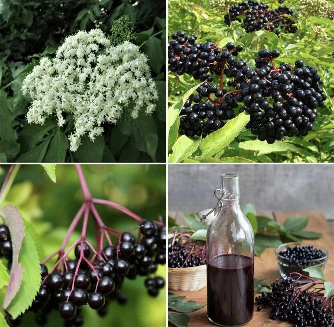 Elderberry Seeds 25 Pack Organic Non-GMO Sambucus nigra for Immunity Fruit Syrup - Grow Your Own in TX USA