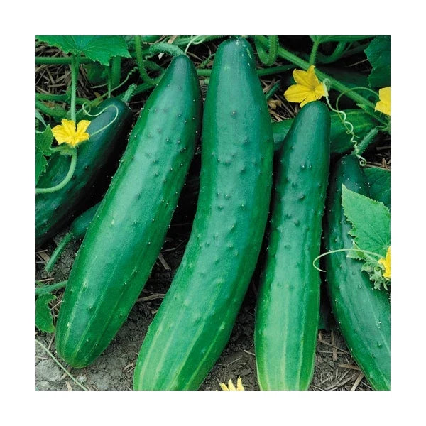 Cucumber Seeds - Garden Sweet Burpless Variety - Fresh Heirloom Seeds - Cucumis sativus
