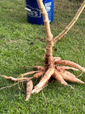 5 Cassava Cutting - Unroot Stem - Manihot esculenta