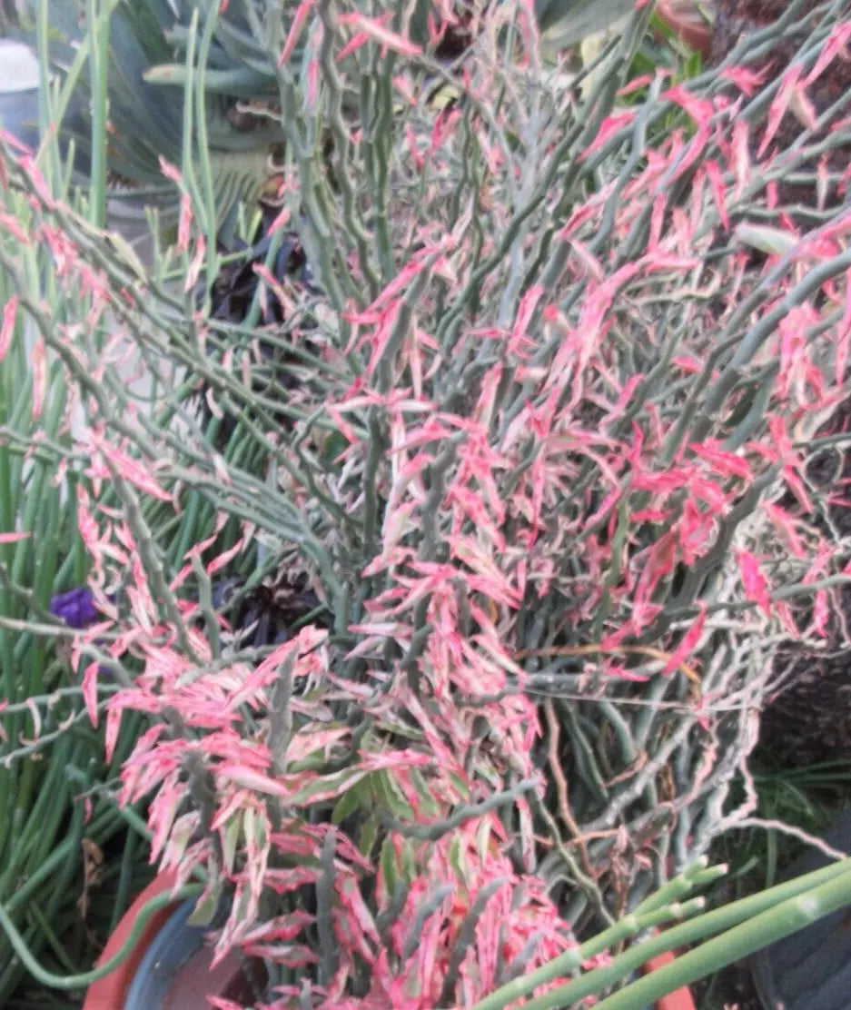 Devil's Backbone Cuttings - 20 Zig Zag Redbird Variegated - Pedilanthus Tithymaloides