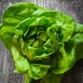 Butterhead Lettuce Seeds - 2000 Pack - Non-GMO - Organic Variety - Lactuca sativa