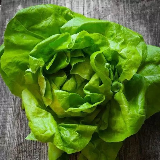 Butterhead Lettuce Seeds - 2000 Pack - Non-GMO - Organic Variety - Lactuca sativa