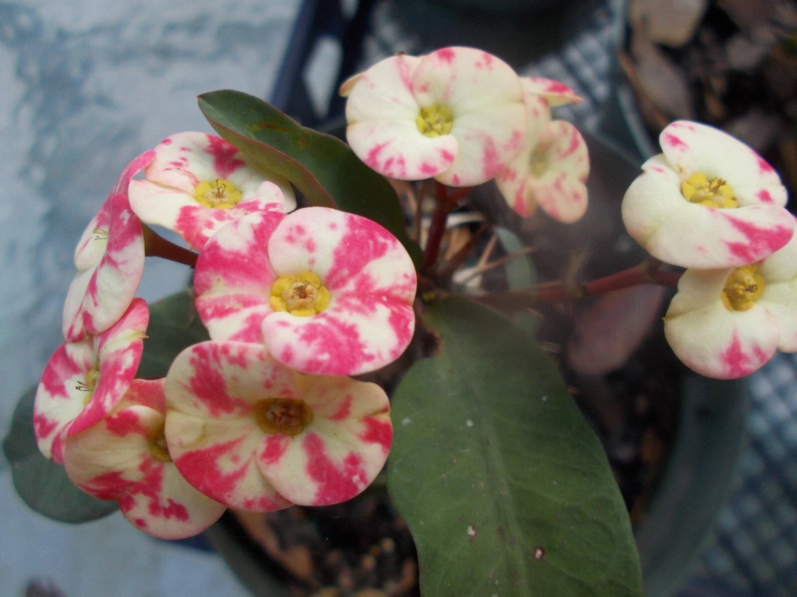 Thai Hybrid Crown of Thorns Pink Mix Rooted Cutting - Euphorbia milii