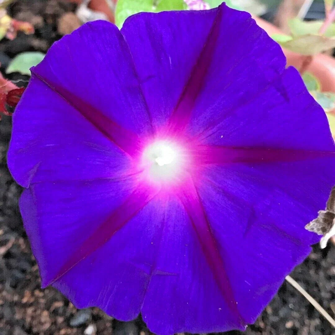 Purple Morning Glory Flower Seeds - 200+ Count, Climbing Flowering Vine, Native Wildflower (Ipomoea purpurea)