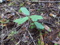 Tan Oak Seedling | 4-inch | Notholithocarpus densiflorus | Native Tree Plant for Landscaping and Restoration