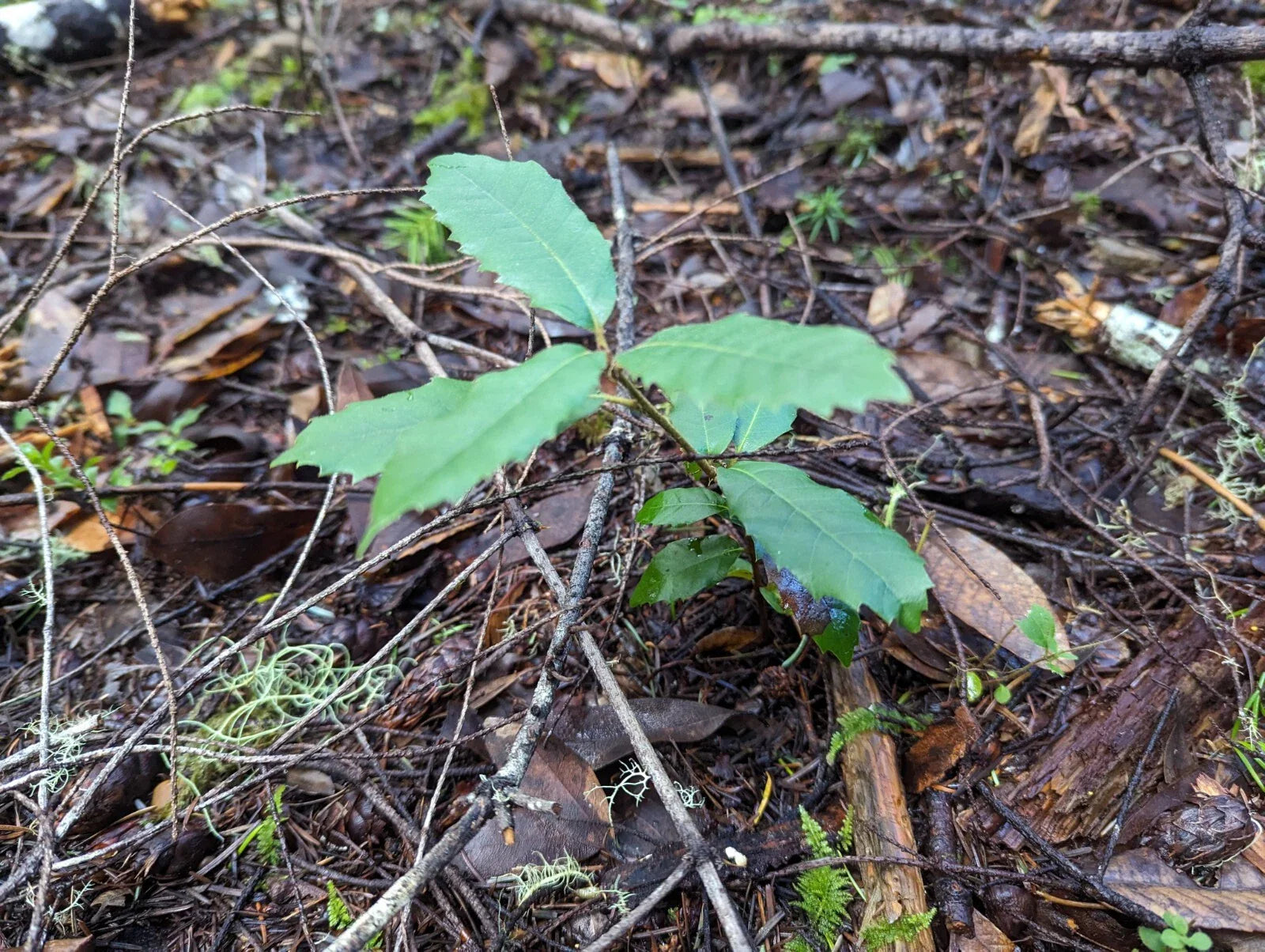 Tan Oak Seedling | 4-inch | Notholithocarpus densiflorus | Native Tree Plant for Landscaping and Restoration