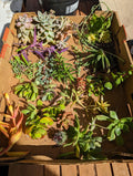 Assorted Succulent Cuttings - 35 Pieces, Over 50 Varieties - Ideal for Planting and Arranging
