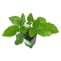 Prime-Ark Freedom Blackberry Plant - Live Rubus Variety - Sweet, Thornless Blackberries
