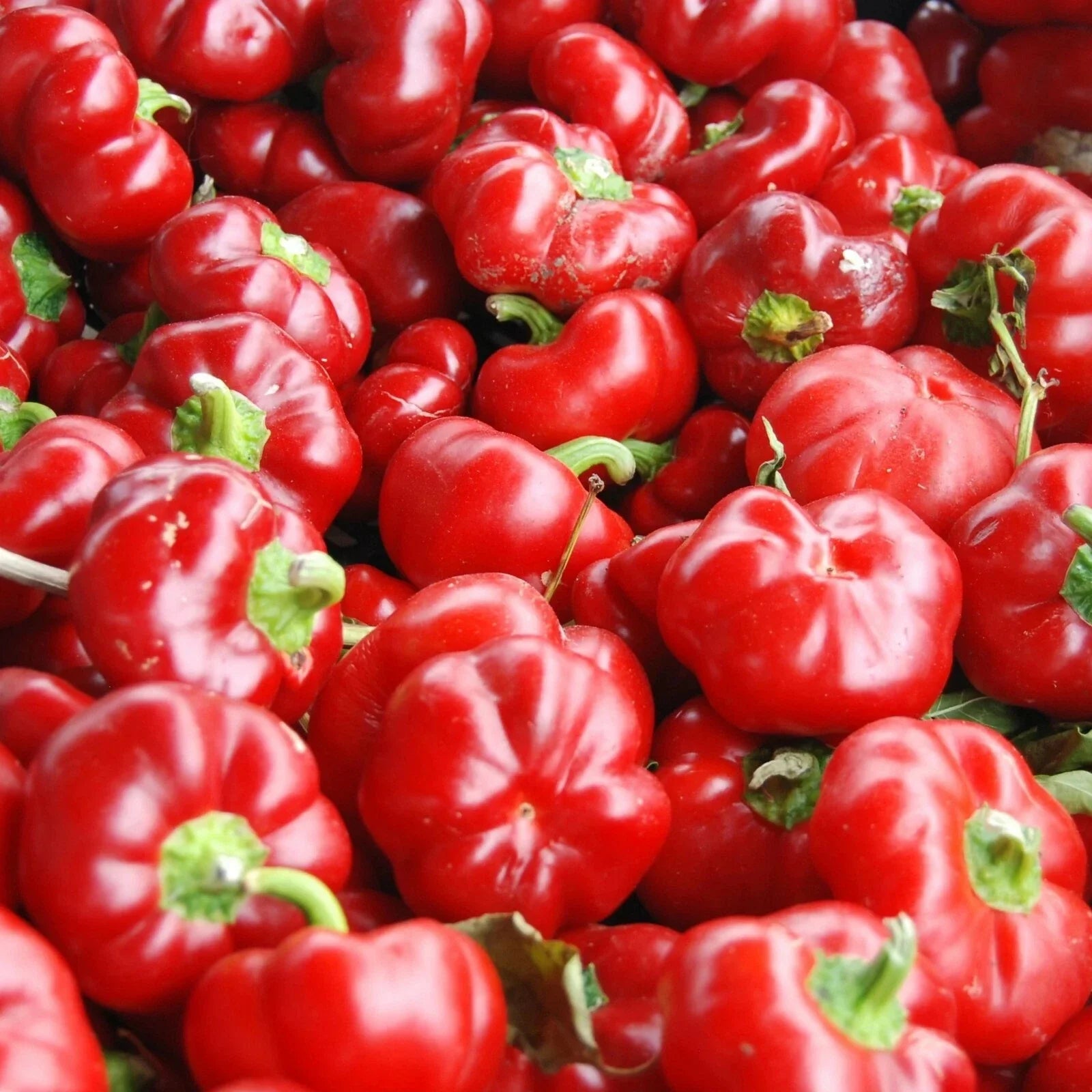 Sweet Pimento L Pepper Seeds 25+ MILD Bell Variety Capsicum annuum - Perfect for Vegetable Garden, Annual Planting