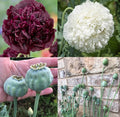 Poppy Seeds Non-GMO TUXEDO Mix Black & White Double Peony Blooms 500 Seeds Papaver somniferum
