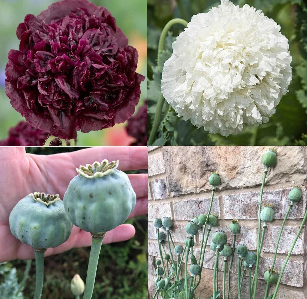 Poppy Seeds Non-GMO TUXEDO Mix Black & White Double Peony Blooms 500 Seeds Papaver somniferum
