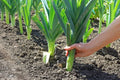 Leek Seeds for Planting - 50+ Fresh Garden Seeds for Salads and Garnish - Allium ampeloprasum