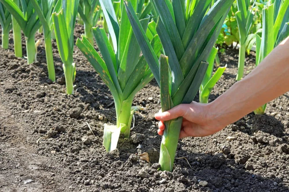 Leek Seeds for Planting - 50+ Fresh Garden Seeds for Salads and Garnish - Allium ampeloprasum