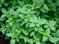 Spicy Globe Basil Plant, Dwarf Bush, Heirloom, NON-GMO, Organic Herb, Ocimum basilicum
