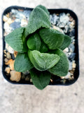Haworthia Emelyae 'Emerald' - 2" Potted Plant - Rare Korean Hybrid Succulent