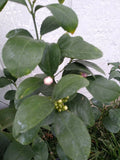 LEMON TREE - 3 Gallon Pot - Live Blooming Citrus Tree - Citrus limon 🍋