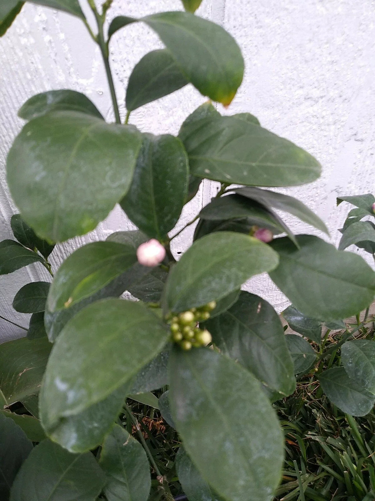 LEMON TREE - 3 Gallon Pot - Live Blooming Citrus Tree - Citrus limon 🍋