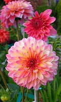 Rare Mix Dahlia Flower Seeds - 100+ Count, Easy to Grow, USA Made, Ships from Iowa - Dahlia spp.