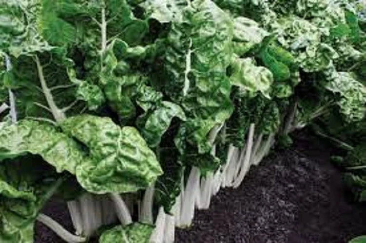 Premium Organic Heirloom Swiss Chard Seeds - Fordhook Giant Variety - Non-GMO, Fresh, 20% Off Any 3