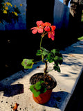 Geranium Live Plant, Salmon Pink, 3 Inch Pot, 6-8 Inches Tall, Pelargonium × hortorum