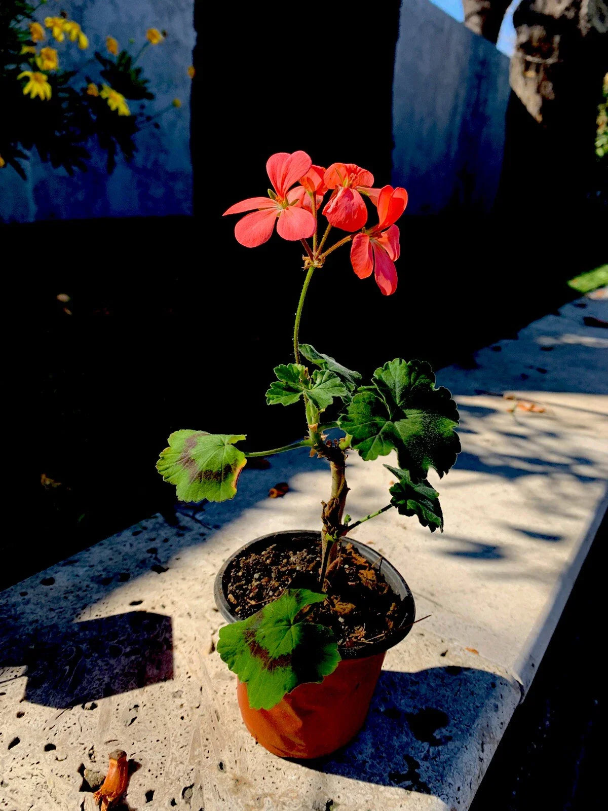 Geranium Live Plant, Salmon Pink, 3 Inch Pot, 6-8 Inches Tall, Pelargonium × hortorum