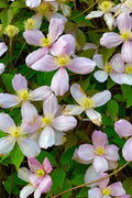 Rue Anemone Bare Root Live Garden Plant - Thalictrum thalictroides - Perennial Flowering Ground Cover
