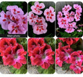 Rare Geranium Plants Set of 2, 8-10 Inch Tall, 3-Inch Pot, Unique Varieties (Geranium spp.)