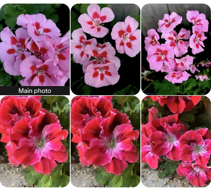 Rare Geranium Plants Set of 2, 8-10 Inch Tall, 3-Inch Pot, Unique Varieties (Geranium spp.)