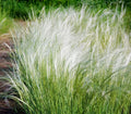 Mexican Feather Grass Seeds - 153 Count - Hardy Ornamental Grass - Stipa Tenuissima - USA Grown