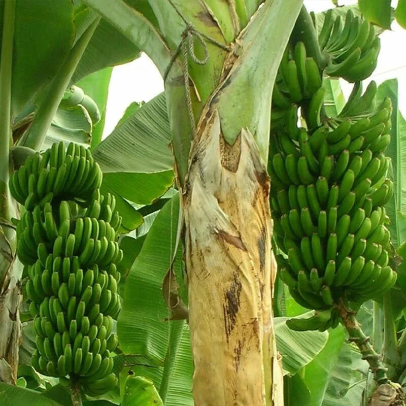 Wild Banana Tree Seeds - 10 Seeds - Musa acuminata - Tropical Fruit Planting Seeds