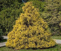 Weeping Cypress Pine Seeds - 25 Non-GMO Seeds - Hesperocyparis Funebris - Hardy Tree Seeds for Planting