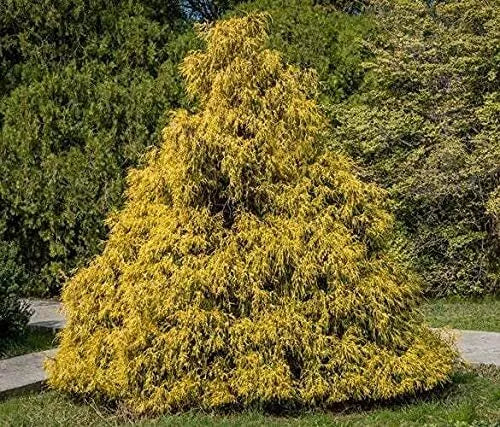 Weeping Cypress Pine Seeds - 25 Non-GMO Seeds - Hesperocyparis Funebris - Hardy Tree Seeds for Planting