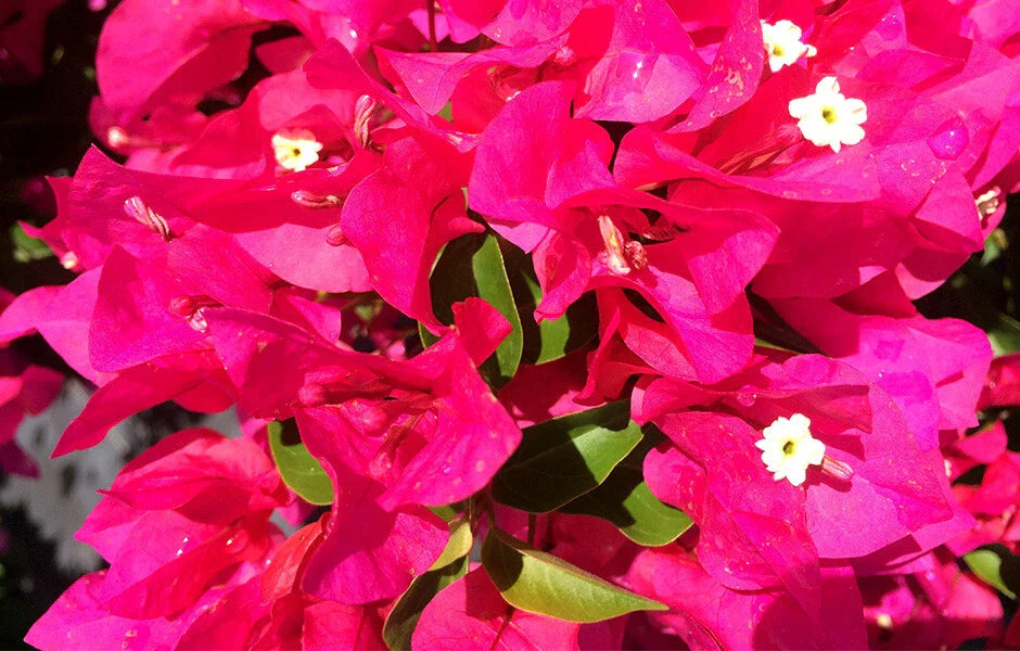 Bougainvillea Starter Plant - VERA LYNN - Live Plug Plant - Well Rooted - Great for Gardens - USA Seller