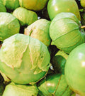 Organic Green Tomatillo Seeds - 50+ Pack for Salsa - Physalis ixocarpa - USA Grown