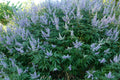 Chaste Tree Live Bare Root 20-24 Inches Vitex angus-castus 'Shoal Creek' Lavender Flowers Bee Friendly Plant