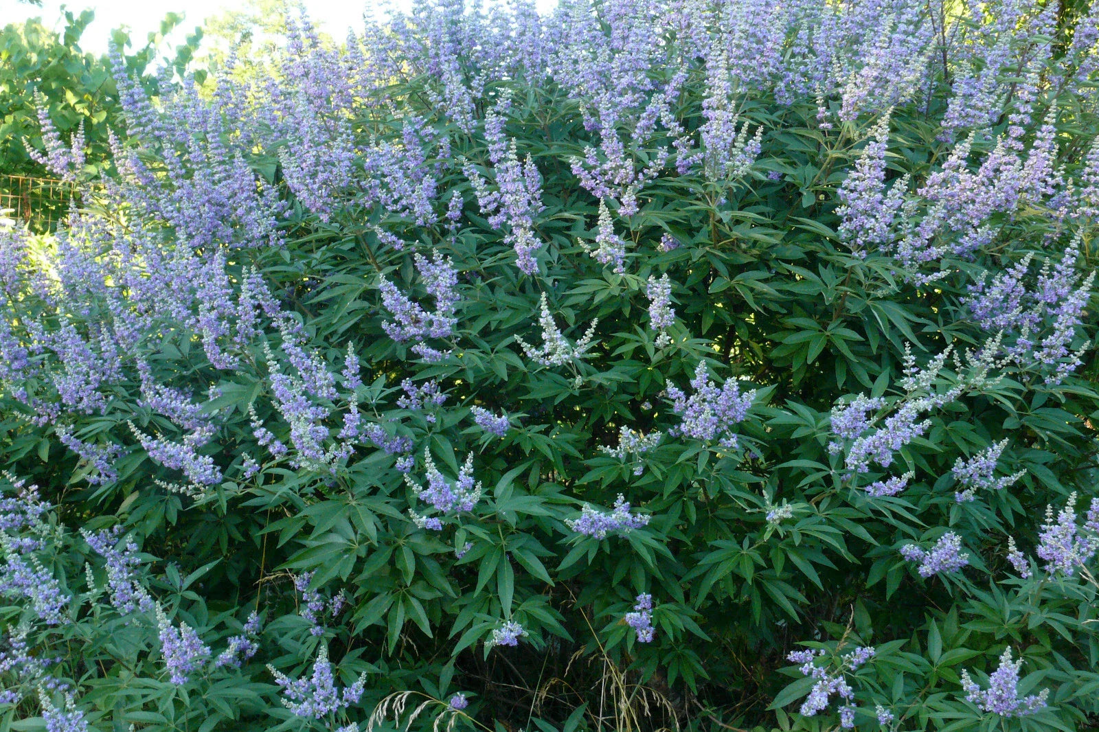 Chaste Tree Live Bare Root 20-24 Inches Vitex angus-castus 'Shoal Creek' Lavender Flowers Bee Friendly Plant