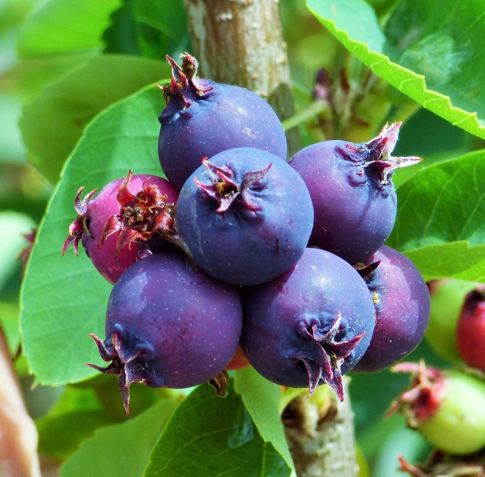 Saskatoon Serviceberry Plant, Edible Blue Berries, Amelanchier alnifolia, Self-Pollinating, Zones 4-7, 10-15 ft Tall