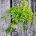 Heirloom Long Island Mammoth Dill Seeds, Rare Culinary Herb Seeds, Anethum graveolens