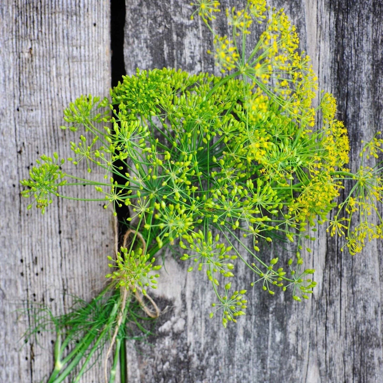 Heirloom Long Island Mammoth Dill Seeds, Rare Culinary Herb Seeds, Anethum graveolens