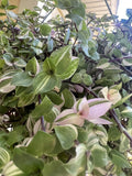 Variegated Callisia Repens Cuttings - 5 Live Wandering Tradescantia Houseplant Cuttings for Easy Indoor Gardening