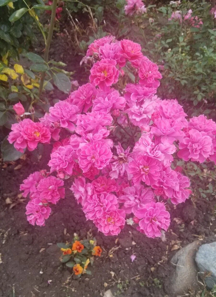 Deep Pink Miniature Rose Cuttings - Live Fresh 3-Pack - Rosa spp.