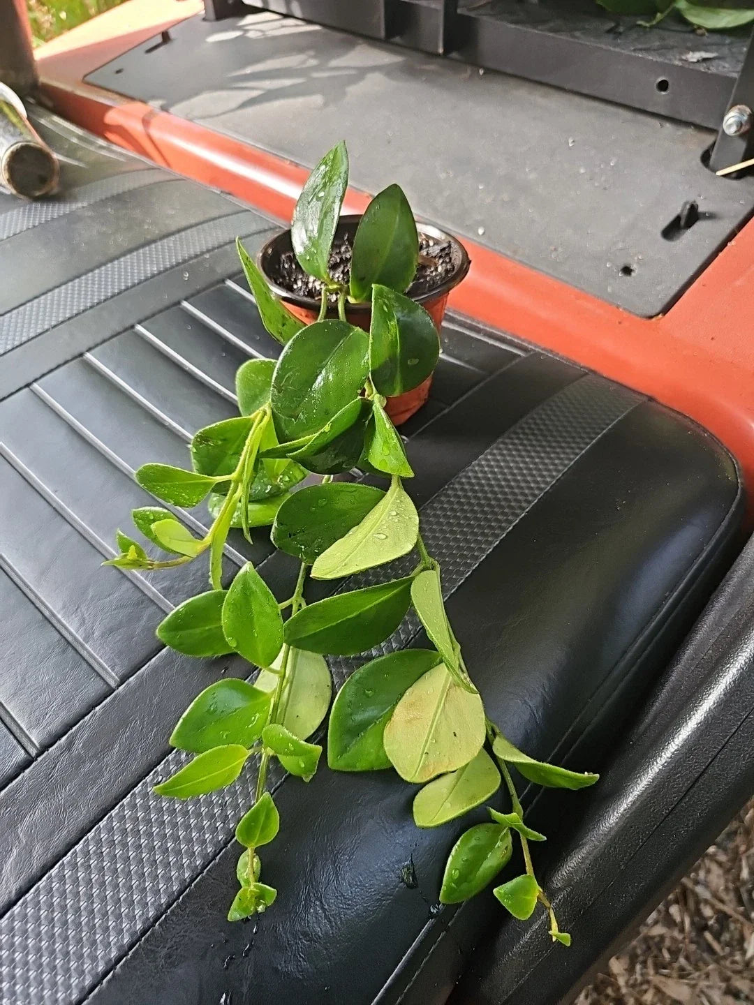 Lipstick Plant 4" Pot Aeschynanthus obconicus Mona Lisa, Trailing Houseplant, Indoor Greenery, Easy Care