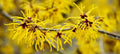 Witch Hazel Shrubs 12-18in Live Plant Bare Root Hamamelis virginiana - 5 Pack, Deciduous Flowering Shrubs for Garden Landscaping