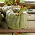 Queensland Blue Pumpkin Seeds - 25+ Pack for Garden Planting - Cucurbita maxima - USA Grown, Free Shipping